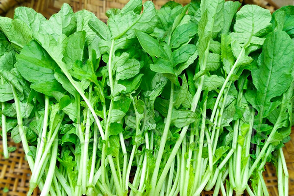 萝卜缨的功效与作用及禁忌