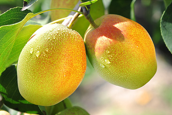 梨的功效与作用及禁忌