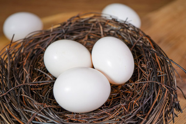 鸽蛋的功效与作用及禁忌