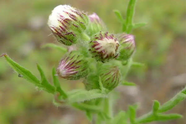 金龙胆草的功效与作用及禁忌